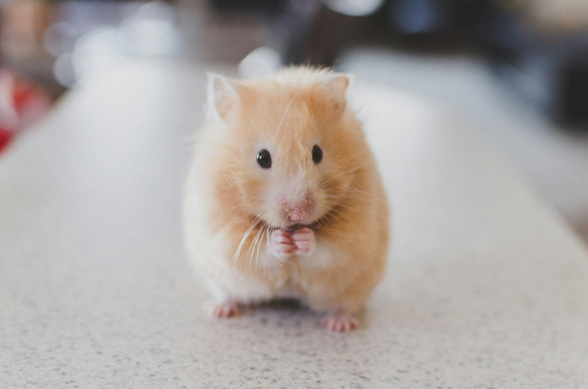 Guinea pig, small pet category tile