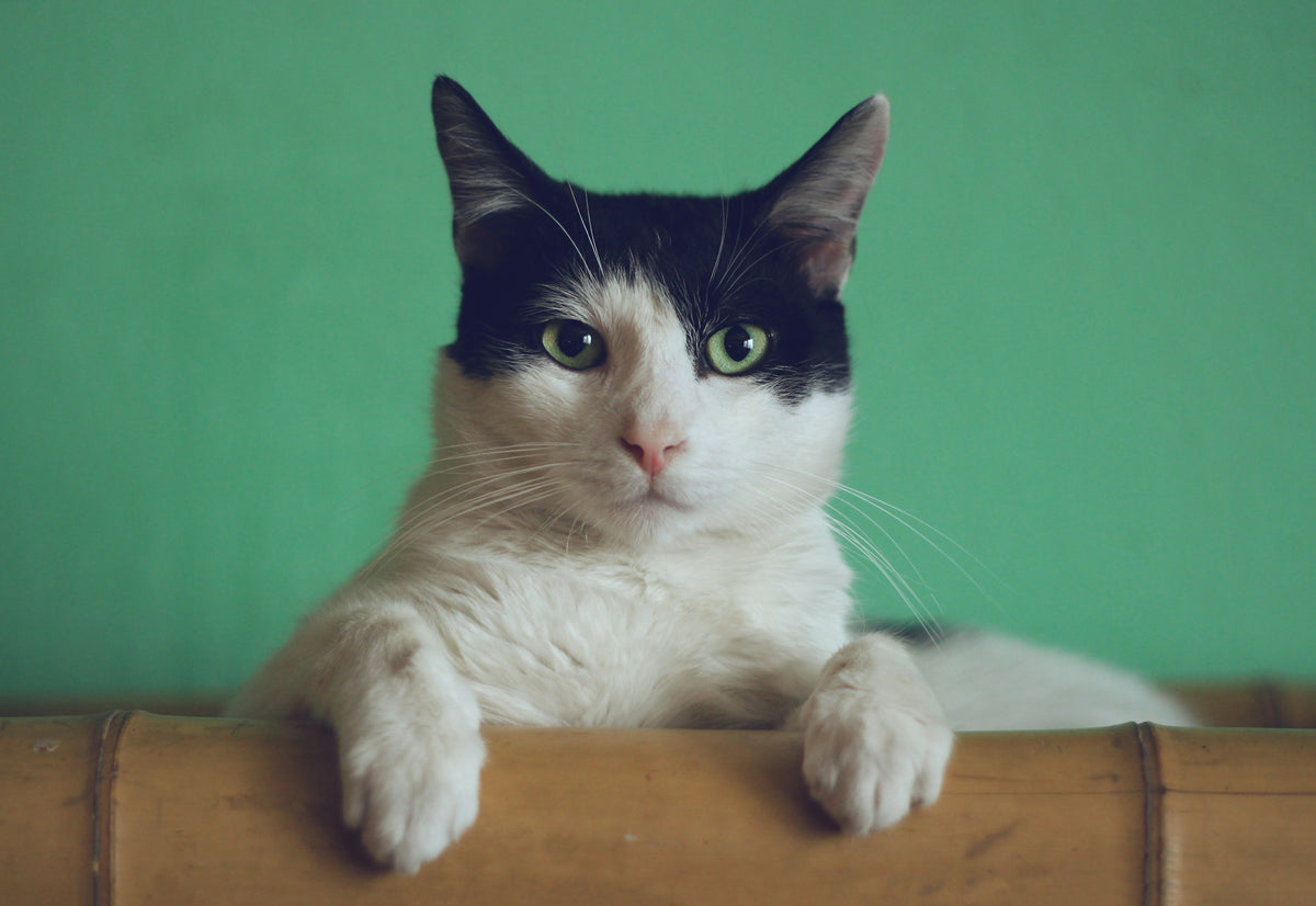 Elegant cat portrait, category tile