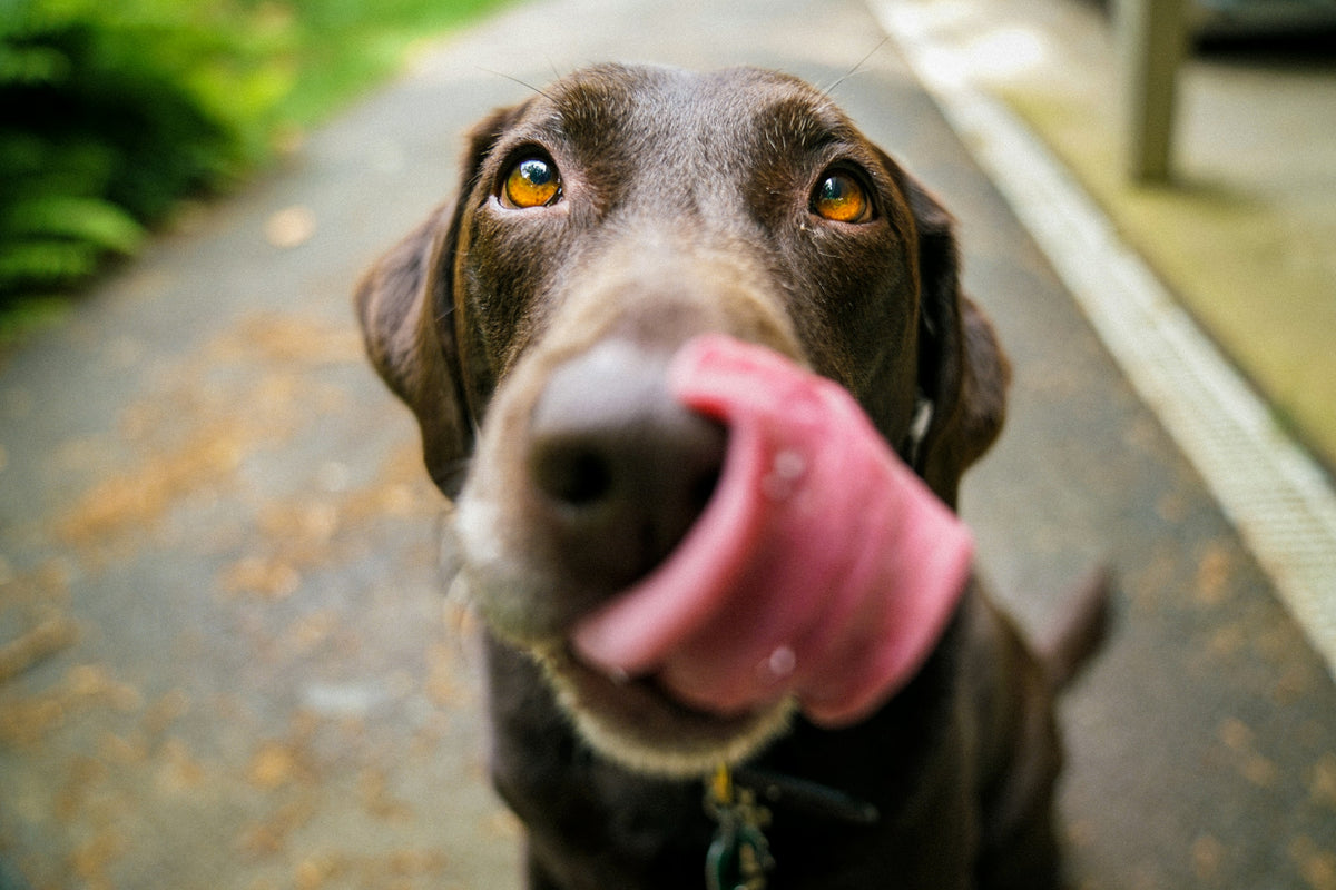 Happy dog portrait, category tile