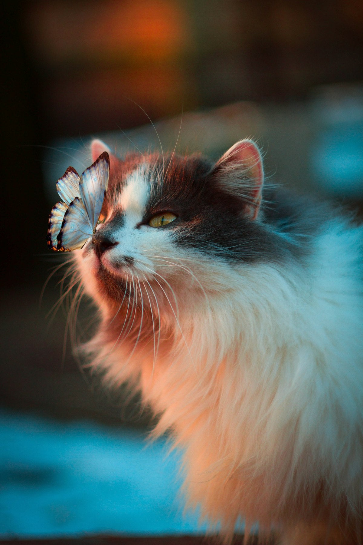 Cat category