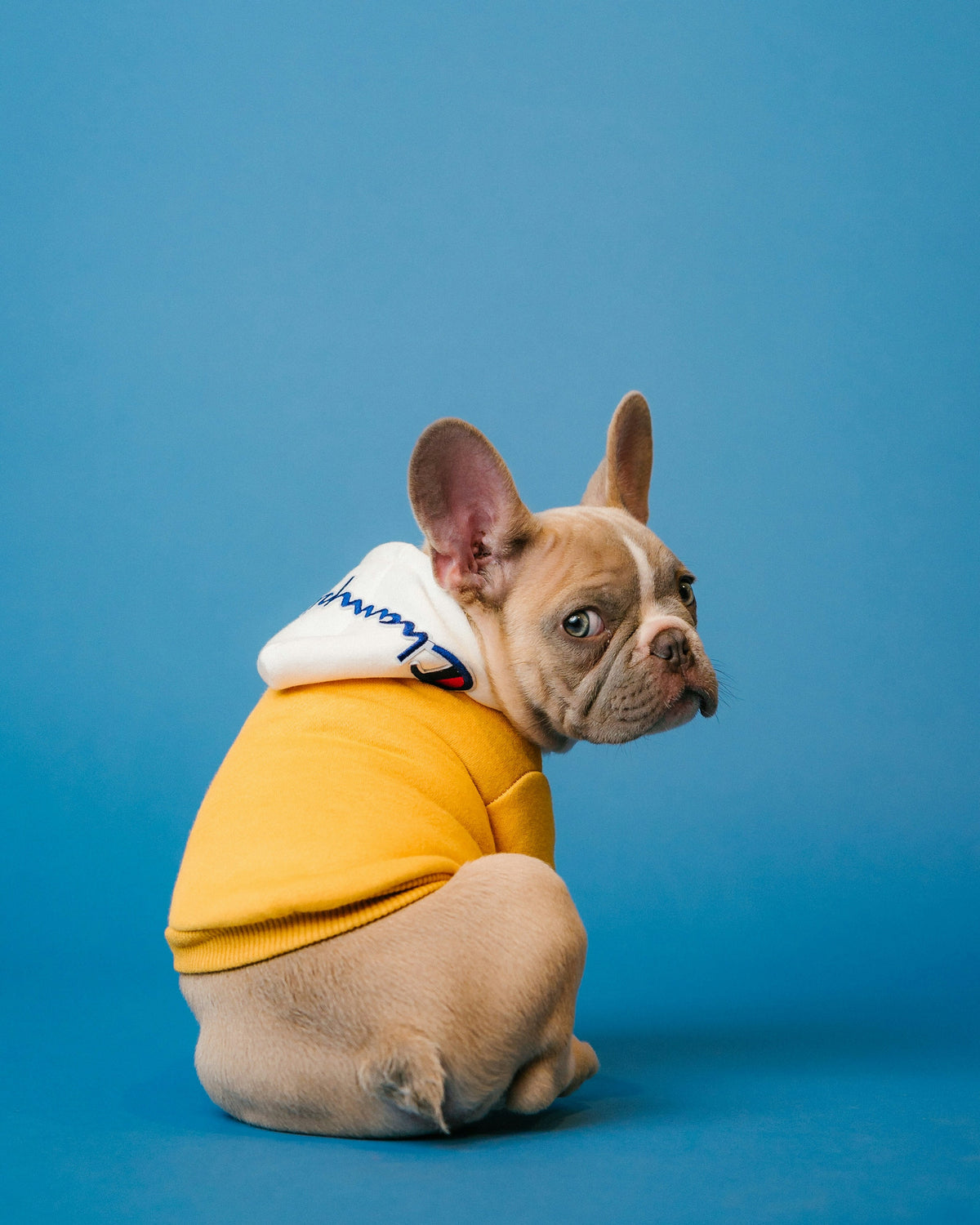 Playful dog for video cover